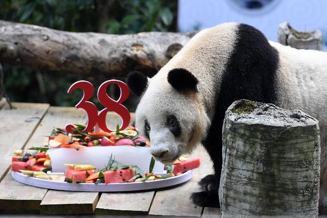 最長壽的圈養大熊貓新星