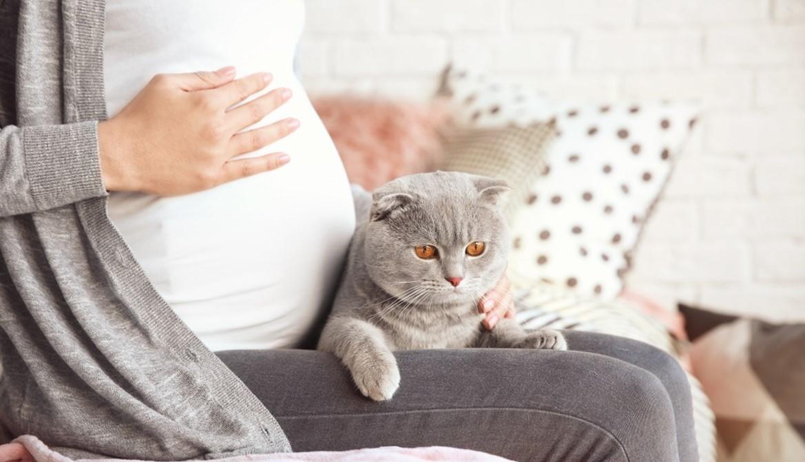懷孕能不能養貓