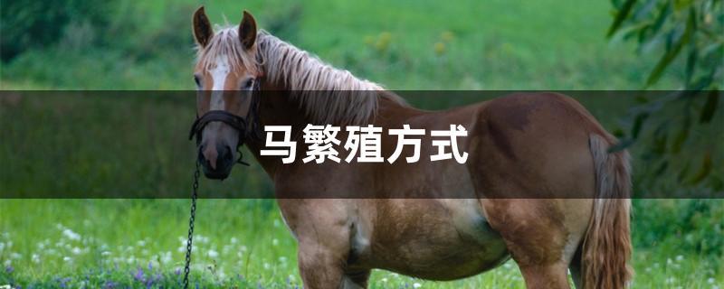 馬的自然繁育方法及注意事項（人與馬）1