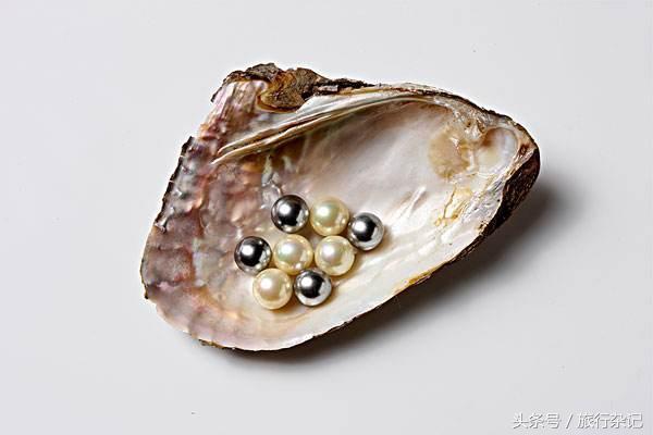 珍珠蚌怎麼生出珍珠的?（珍珠蚌如何生出珍珠的）1