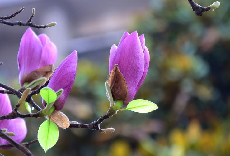 夜幕下唯美的紫色玉蘭花（春天開的玉蘭花）1