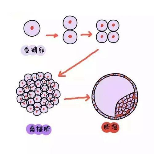 桑椹胚細胞數目（桑樹有兩套染色體基數）1