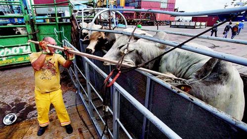 印度有多少牛肉出口（印度成為牛肉出口大國）1