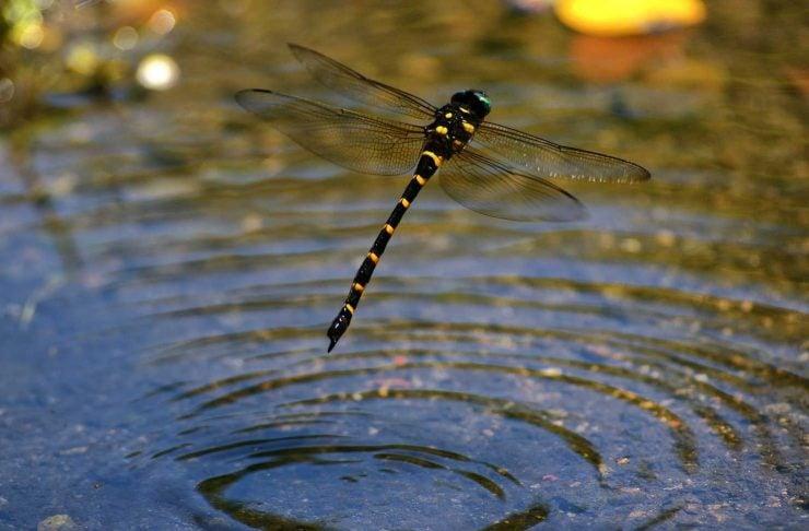 蜻蜓用尾巴點水嗎（蜻蜓為啥點水）1