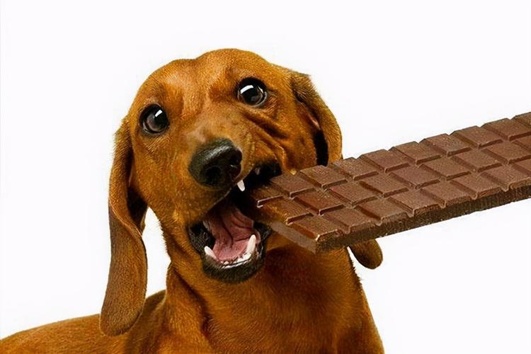 狗狗為啥不能吃葡萄巧克力（除了巧克力葡萄）1