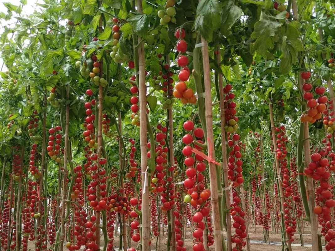 瀑布西紅柿的種植方法（瀑布西紅柿如何種植）1