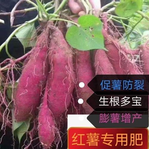 種紅薯用什麼肥料合适（種紅薯用啥肥料合适）1