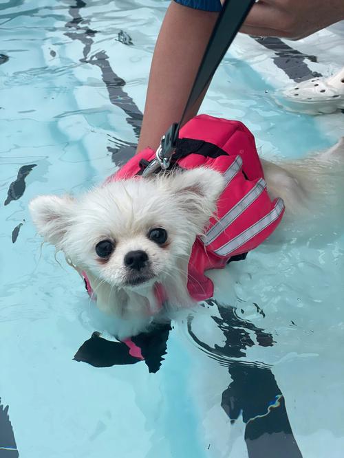 狗會遊泳嗎