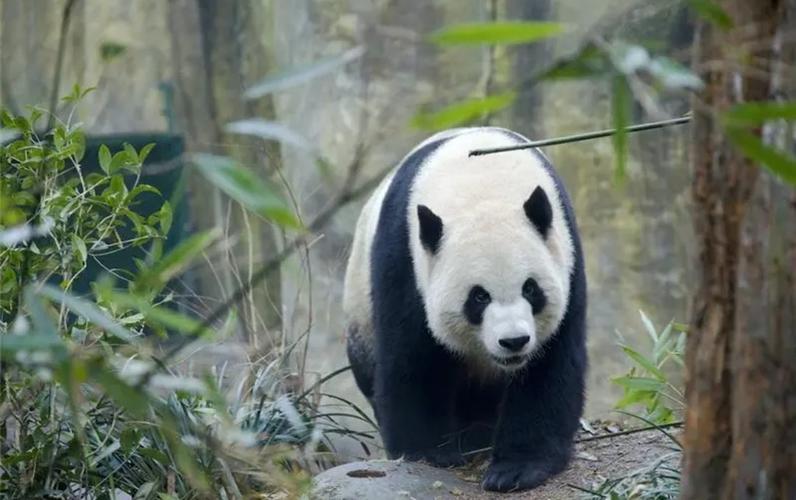 關于大熊貓的幾個事實