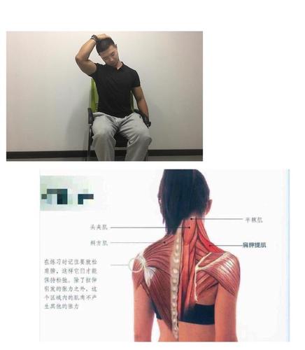 肩胛提肌肉的訓練方法（如何訓練肩胛提肌肉）1