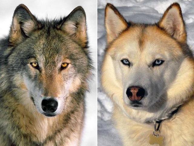 狗和狼長相的區别