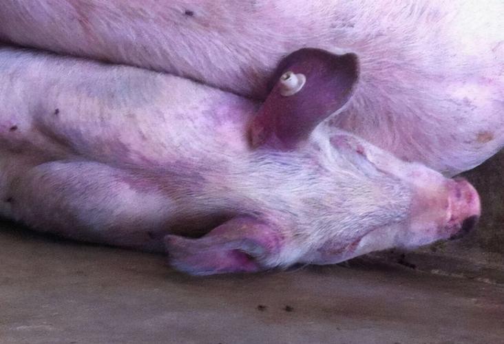 豬藍耳病怎樣會傳染（藍耳與副豬為主的混合感染的治療案例）1
