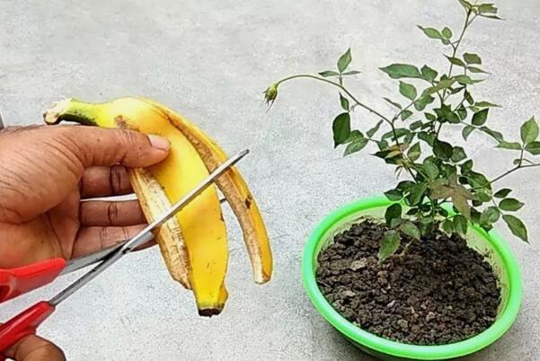 香蕉皮怎麼做花的肥料（生活小技巧分享）1