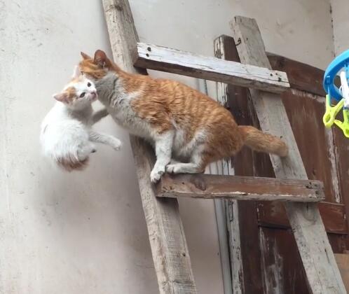 防止貓跳牆的方法