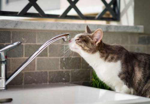 貓可以喝自來水嗎（貓能否喝自來水）1