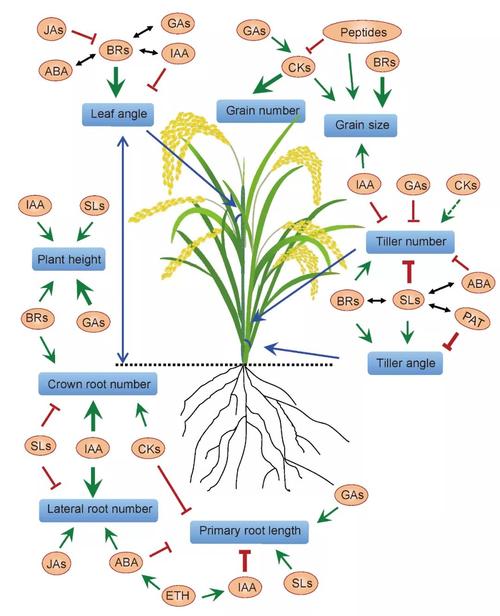 什麼是水稻生物學産量（水稻生物學産量是什麼）1