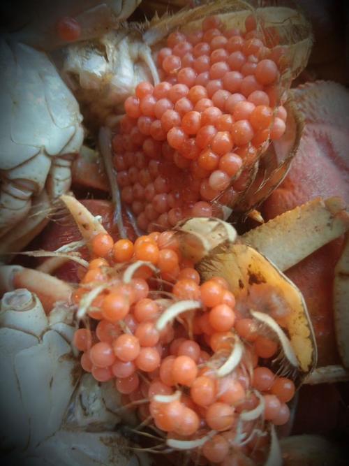 螃蟹籽外漏的卵能吃嗎（螃蟹籽外漏的卵是否能吃）1