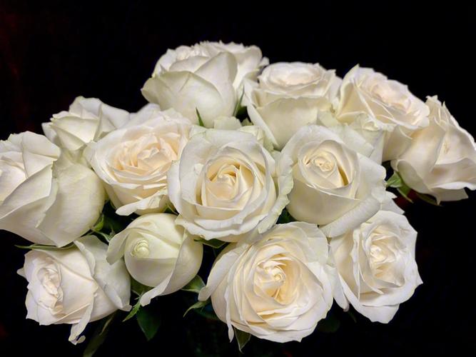 雪山白玫瑰是什麼樣子的（冬天裡的白玫瑰）1