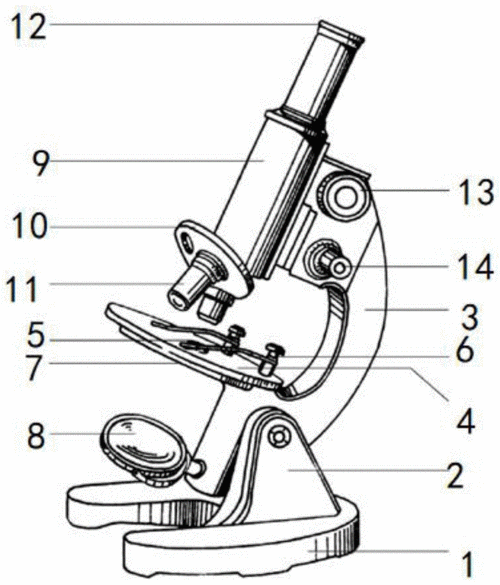 顯微鏡的結構圖（顯微鏡的使用步驟）1