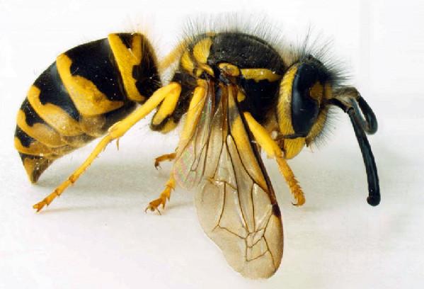 黃蜂的養殖方法（黃蜂的養殖技術）1