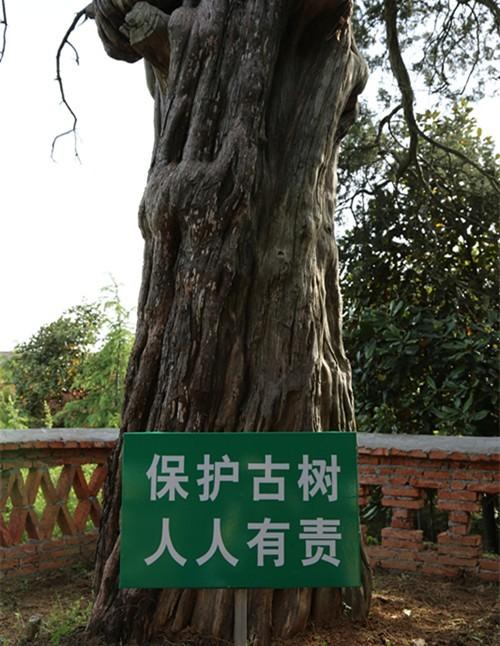 保護古樹刻不容緩（保護古樹要具體到每一棵）1