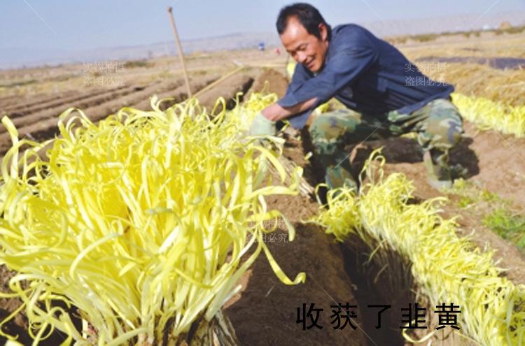 韭黃最新種植方法（适合在陰暗潮濕的地方生長）1