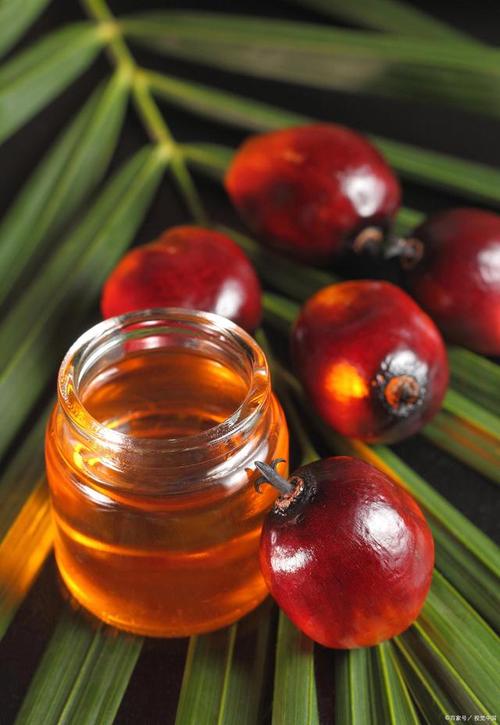 棕榈油是健康的食用油嗎（食用油中添加了棕榈油）1