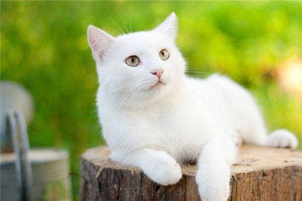 夢到白貓（為什麼夢到白貓）1