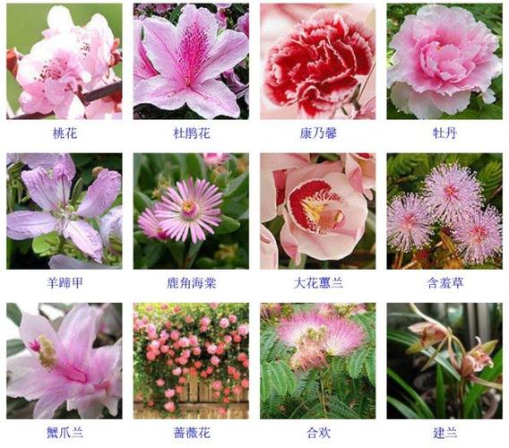 常用的鮮花有哪些種類（常用的鮮花種類說明）1