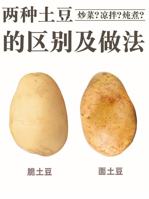 土豆中主要含有什麼