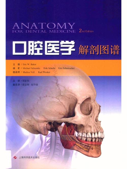 口腔解剖圖（口腔的解剖）1