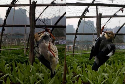 菜園如何防止被鳥吃（菜園防止被鳥吃的方法）1