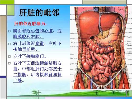 人體的肝部位主要幹什麼工作（肝髒是人體的化工廠）1