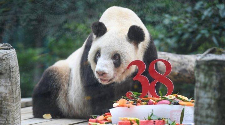 大熊貓的壽齡