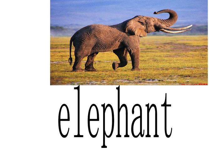 大象英語怎麼讀（大象英語是elephant）1