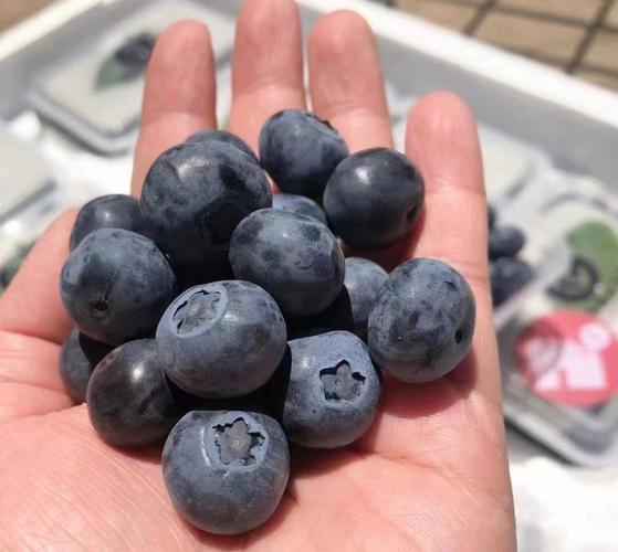 藍莓放冰箱一個月還能吃嗎（藍莓放冰箱一個月還能不能吃）1