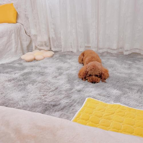 夏天狗狗能睡在地毯嗎