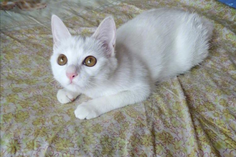 白色的小母貓取什麼名字好（教你養貓技巧及注意事項）1