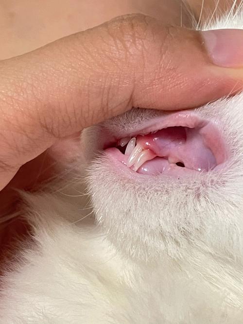 67個月的小貓咪換過牙沒（多整齊的小乳牙）1
