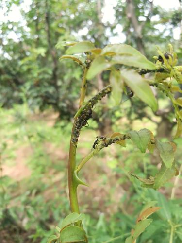 花椒樹病害防治方法（夏季花椒樹常見4種病蟲害及其防治措施）1