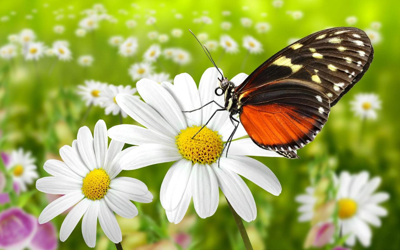 夢到蝴蝶和花代表什麼（蝴蝶是我我就是蝴蝶）1