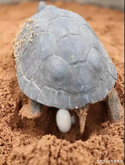 母龜崽大概養多少年才能下蛋（龜龜從産卵到孵化期間需要注意的幾件事）1