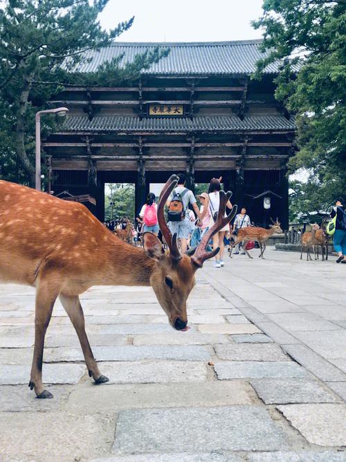 日本奈良鹿跑出來了（日本奈良公園9隻鹿因吞下塑料袋慘死）1
