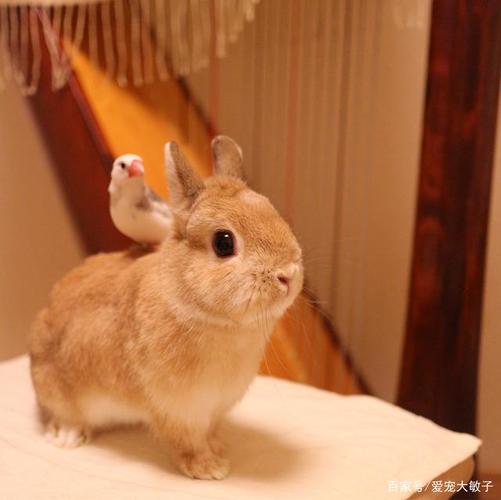 實際上生活中的兔子更喜歡哪種食物？（兔子介紹）1