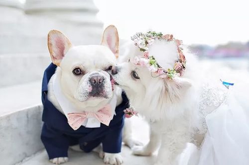 狗和狗相配婚姻如何（狗和狗相配婚姻介紹）1