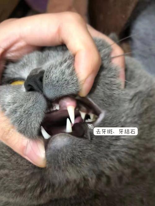怎麼給貓洗牙（具體清洗的步驟有哪些）1
