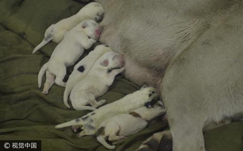 狗狗從懷孕到生産一般幾個月（狗狗從懷孕到生産需要多長時間）1