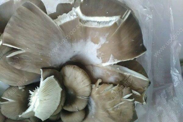 蘑菇上長了一層白毛還能吃嗎（蘑菇上面有一層白膜還能不能吃）1
