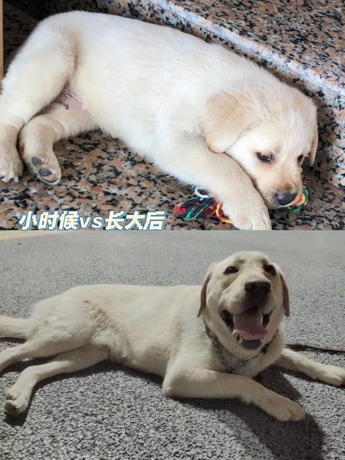 看各種狗狗長大前和長大後的樣子（帶你看看狗狗0-15歲的生長過程）1