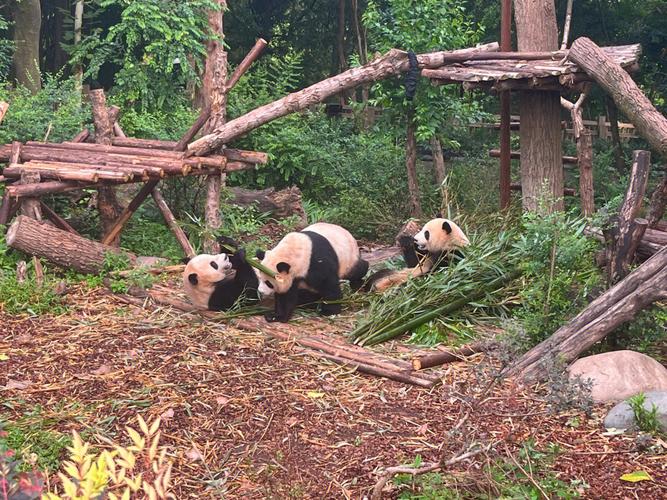 成都大熊貓繁育基地模拟訓練過程